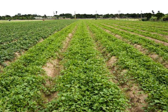 Land photo